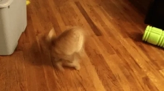 Dlaczego kot biegnie za ogonem?