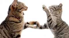 Dlaczego kot przyspiesza na kota?