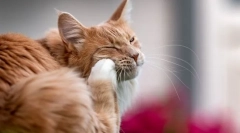 Dlaczego kot zadrapuje ucho i potrząsa głową?