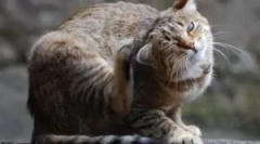 Dlaczego kot jest rysowany, jeśli nie ma pchli?