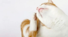 Dlaczego kot jest zmontowany?