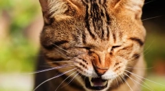 Dlaczego kot chiatuty?