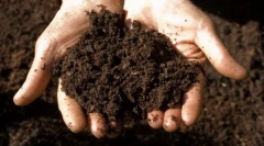 Dlaczego kot zjada ziemię