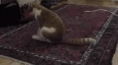 Dlaczego kota przejażdżki