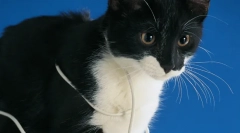 Dlaczego kota gryzie przewody