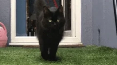 Dlaczego kot spacery dla mnie?