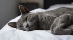 Dlaczego chrapanie kota?