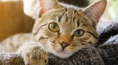 Dlaczego kot traci wagę?