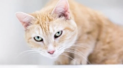 Dlaczego kot kaszel i przewija?