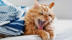 Dlaczego kaszel kota?