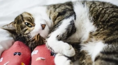 Dlaczego kot gryzie za nogami