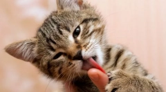 Dlaczego kot liże ręce?