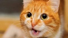 Dlaczego kot meows i podnosi tyłek?