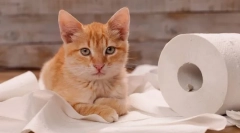 Dlaczego kot rza, kiedy idzie do toalety?