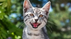 Dlaczego kot meowukiet?