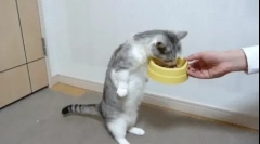 Dlaczego kot dużo je?