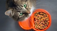 Dlaczego kot nie je?