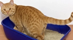 Dlaczego kot nie idzie do tacy?