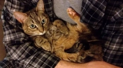 Dlaczego kot nie lubi, gdy trzymają się na rękach?