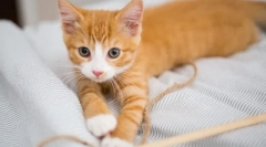 Dlaczego kot nie rośnie?