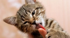 Dlaczego kot liże właściciela?