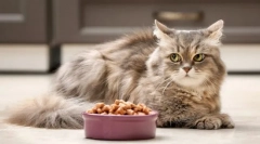 Dlaczego kot odmawia żywności?