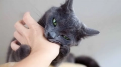 Dlaczego kot ciągle się gryzący i jak od niego odstawić