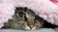 Dlaczego kot ukrywa się pod kocem?