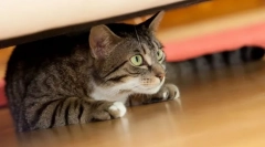 Dlaczego kot ukrywa się w ciemnych miejscach?