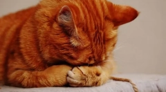 Dlaczego bańka kota?