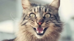 Dlaczego wędki kota?