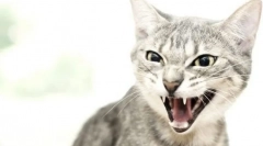 Dlaczego kot uderza mężczyznę?