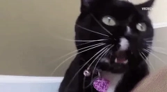 Dlaczego kot uderza na jego kotek?