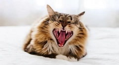 Dlaczego kot skrzypienie zębów?