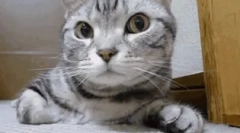 Dlaczego kot pokrył nos?