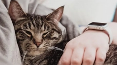 Dlaczego kot śpi na człowieku?