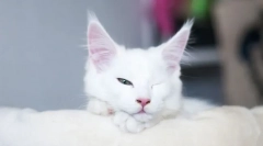 Dlaczego kot śpi z otwartymi oczami?