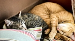 Dlaczego kot śpi na głowie mężczyzny