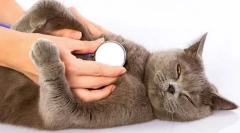 Dlaczego kot ciężko oddycha?