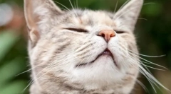 Dlaczego koty lubią zapach choruks?