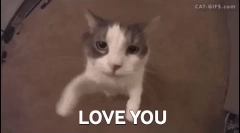 Dlaczego koty same jak ludzie, a inni - nie?