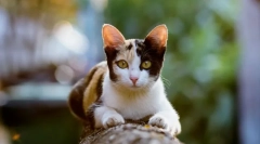 Dlaczego koty biegają po toalecie?