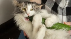 Dlaczego koty boją się ogórka?