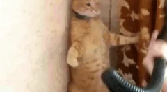 Dlaczego koty boją się odkurzacza?