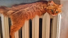 Dlaczego koty boją się wody