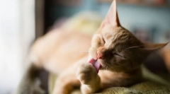 Dlaczego koty często się myją?