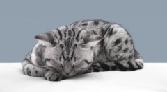 Dlaczego koty czują powrót właścicieli