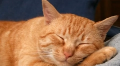 Dlaczego koty drżają we śnie?