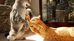 Dlaczego koty walczą między sobą, jak je pogodzić