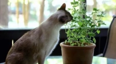 Dlaczego koty jedzą kwiaty